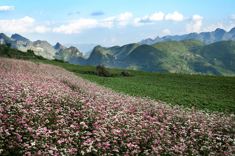 /fm/Files//Fareast247/Vietnam/Ha Giang/Ha-Giang---Local-Flowers-Mountains---NS---SS.jpg